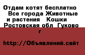Отдам котят бесплатно  - Все города Животные и растения » Кошки   . Ростовская обл.,Гуково г.